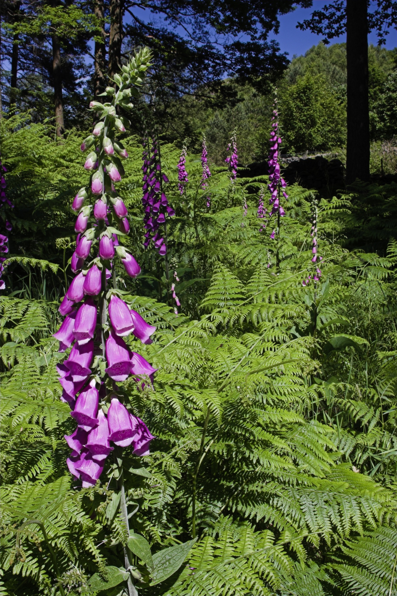 EnglandCumbriaLakeDistrictNationalPark.FloweringFoxGloveswithinapocketofwoodlandnearHighOxenFell