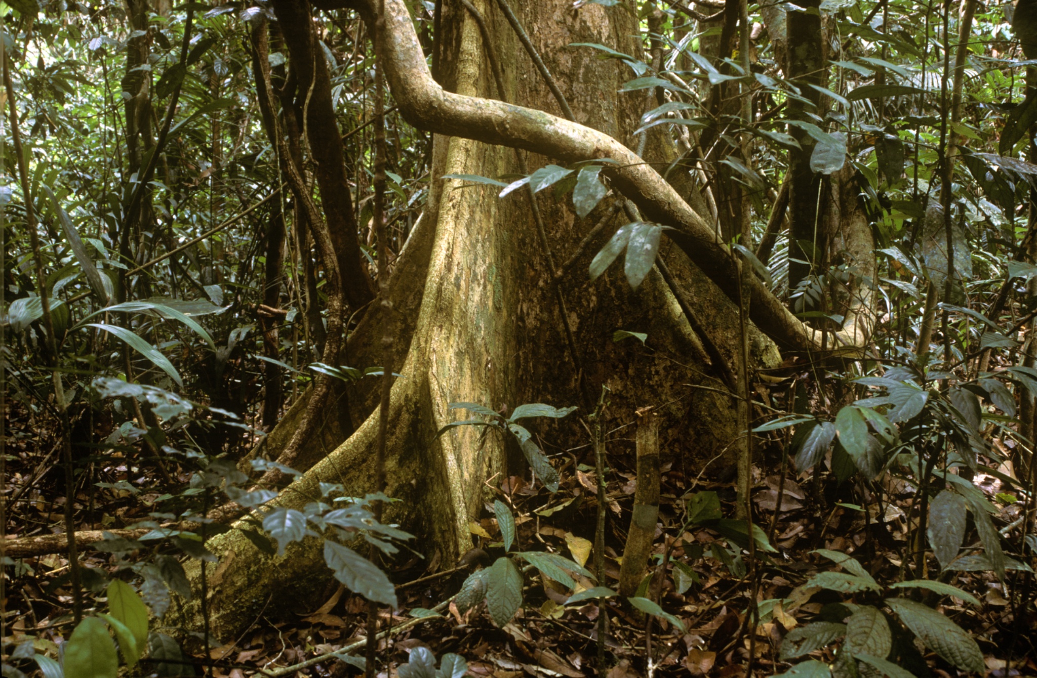 MALAYSIAPahangTamanNegaraNationalPark.Anexampleofthemanykindsoftreestobefoundintheoldestrainforestintheworld
