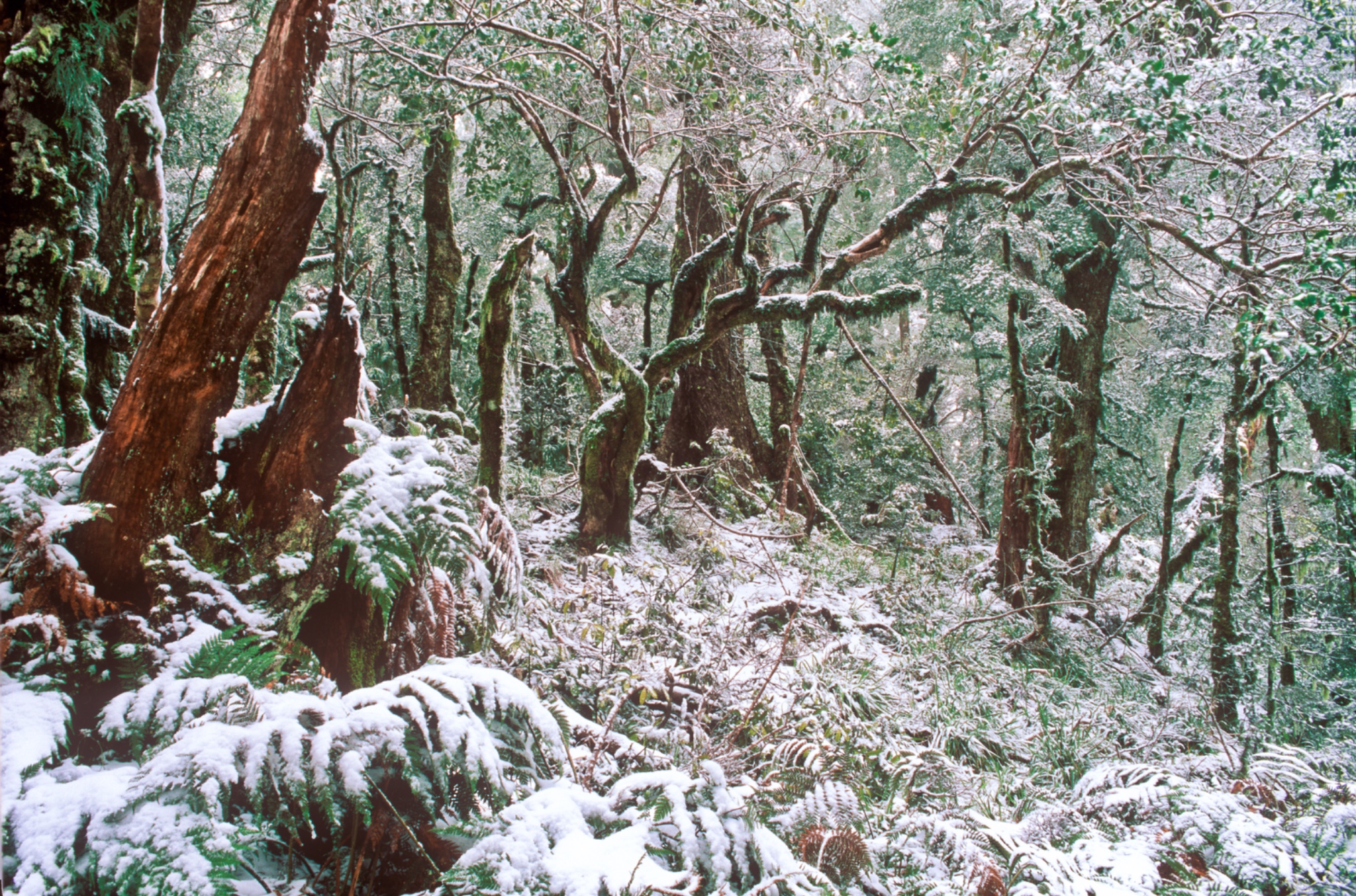 NEWZEALANDEastCoastTeUreweraNationalPark.SpringsnowfallandtypicalforestfoundontheNgamokoTrigTrack