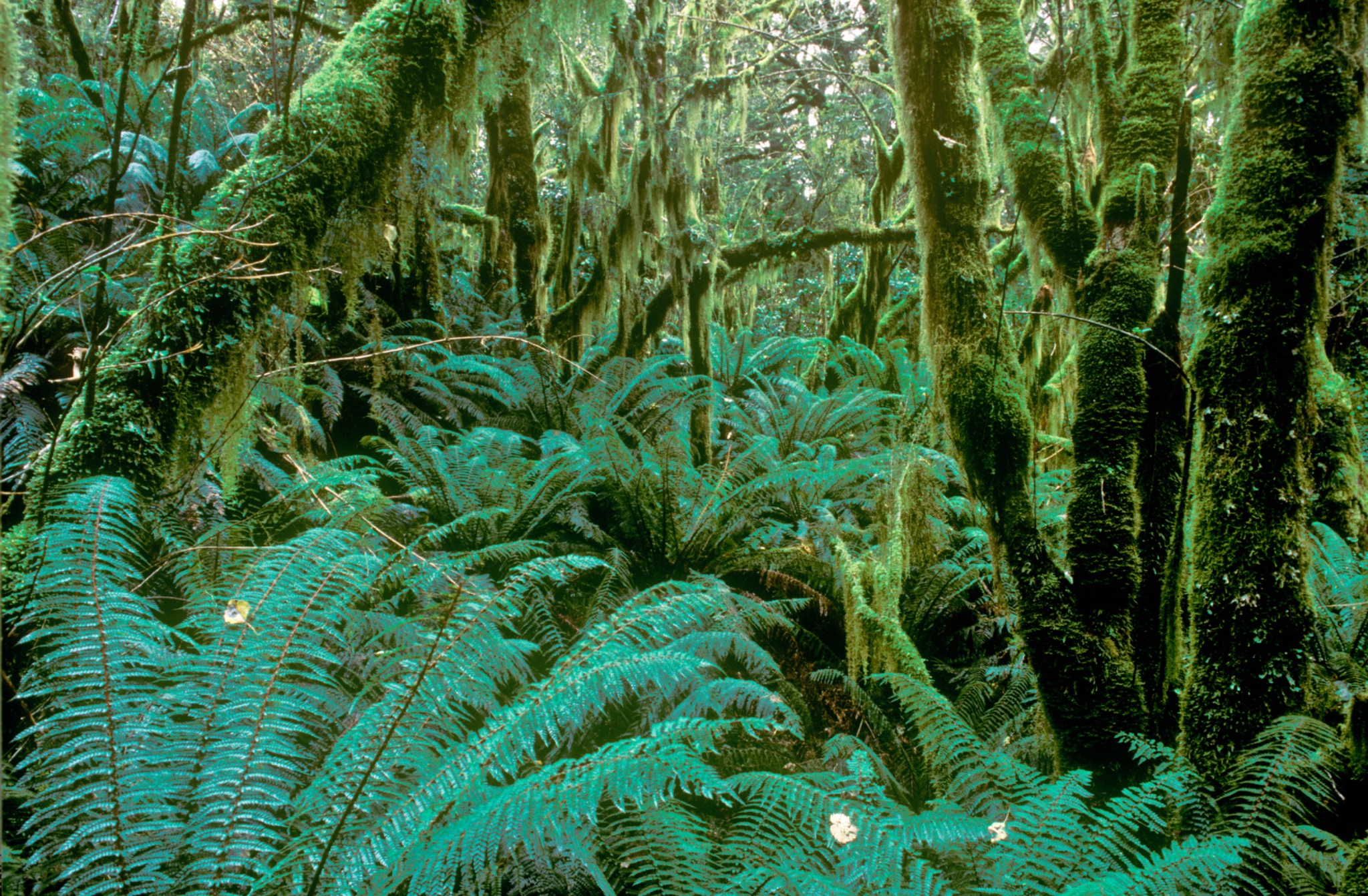 NEWZEALANDSouthlandFiordlandNationalPark.TypicalnativeforestencounteredwhilstwalkingtheMilfordTrackinFiordland