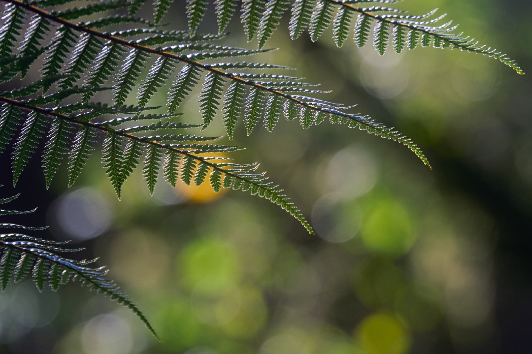 New Zealand, South Island, Fiordland National Park.