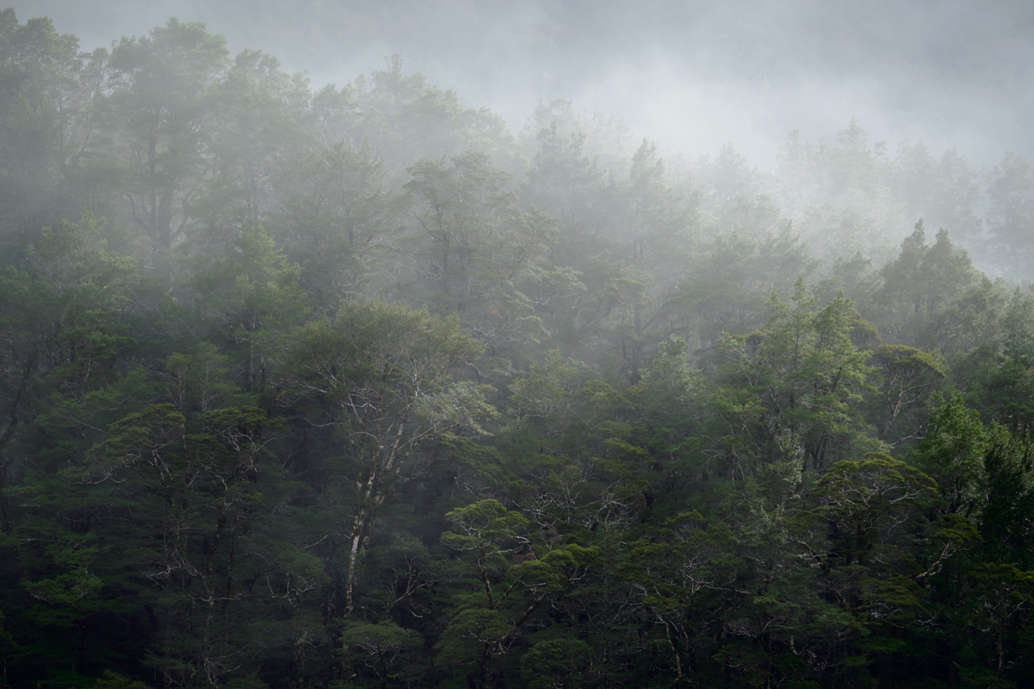 New Zealand, South Island, Fiordland National Park.