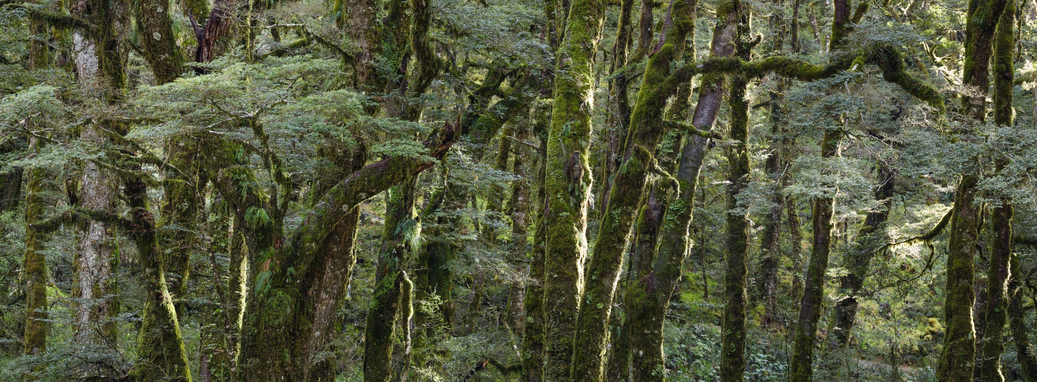 New Zealand, South Island, Mount Aspiring National Park,.