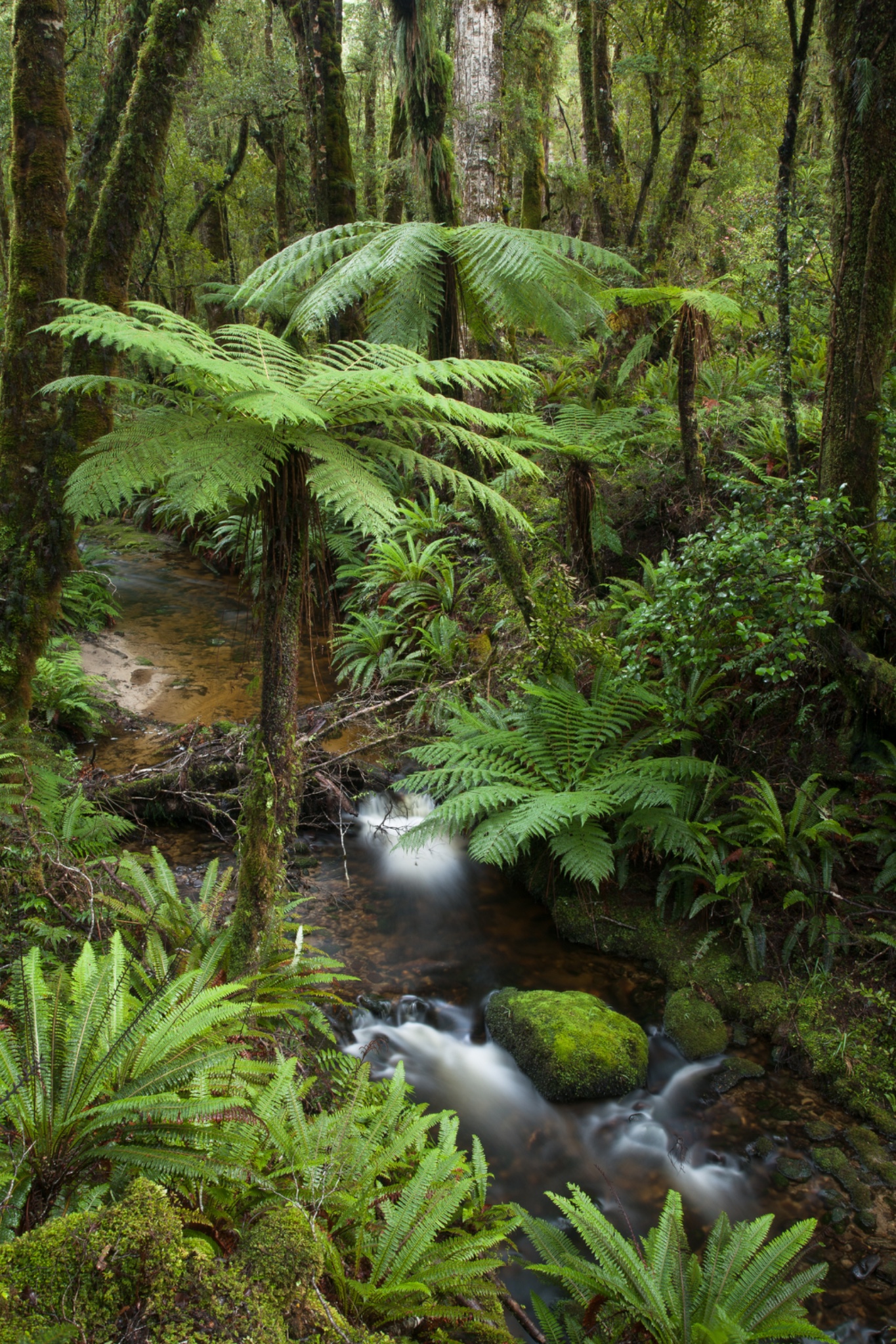New Zealand, Southland, Tuatapere Hump Ridge Track.