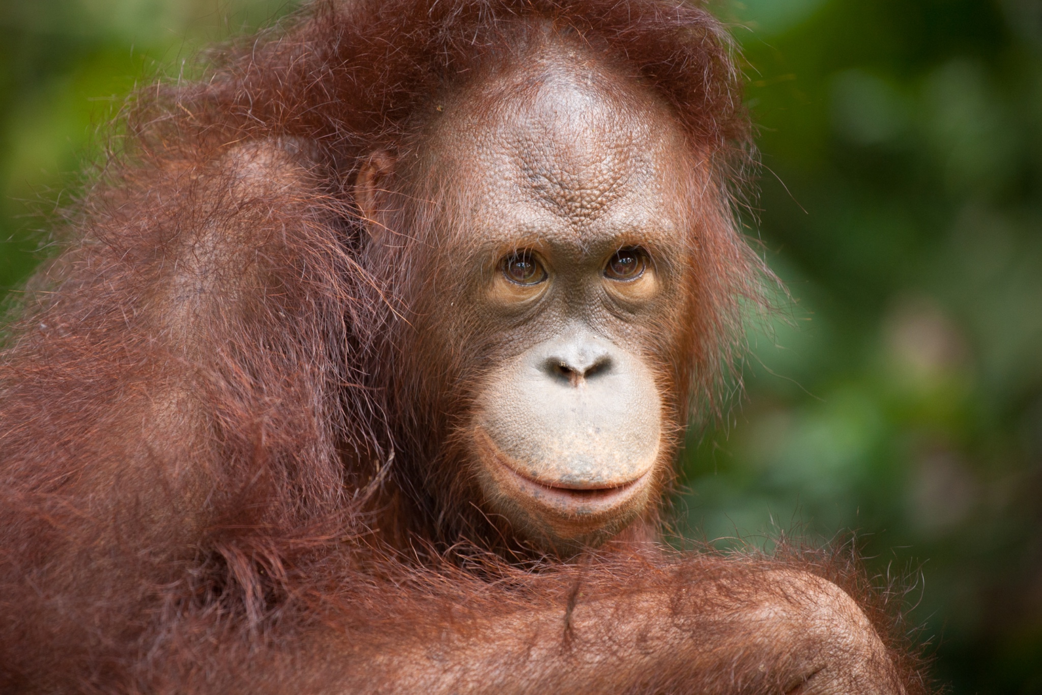 Sabah Malaysia, Borneo,  Sepilok Orangutan Rehabilitation Centre