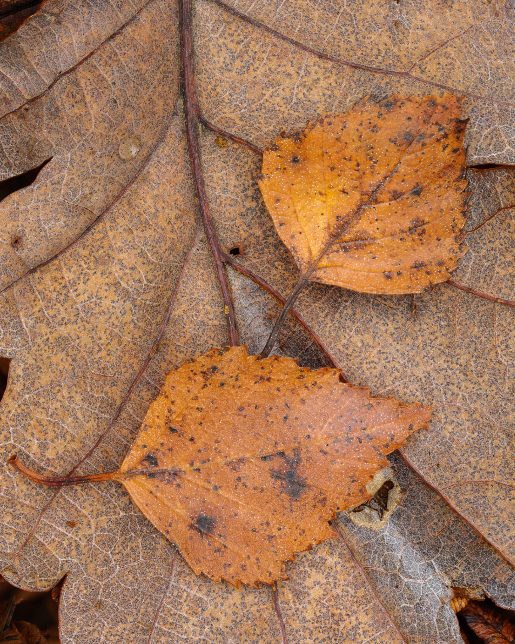 Close Up And Macro 1