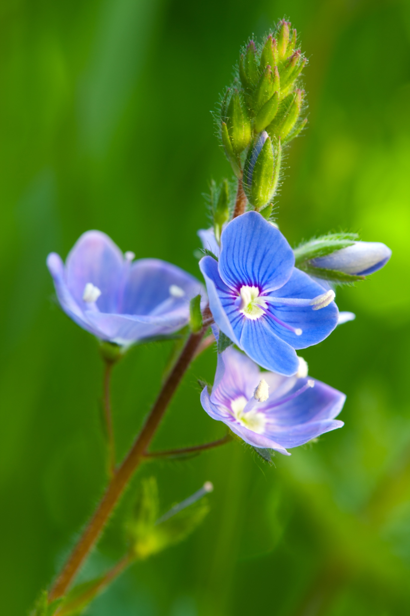 England, Northumberland, Germander Speedwell.