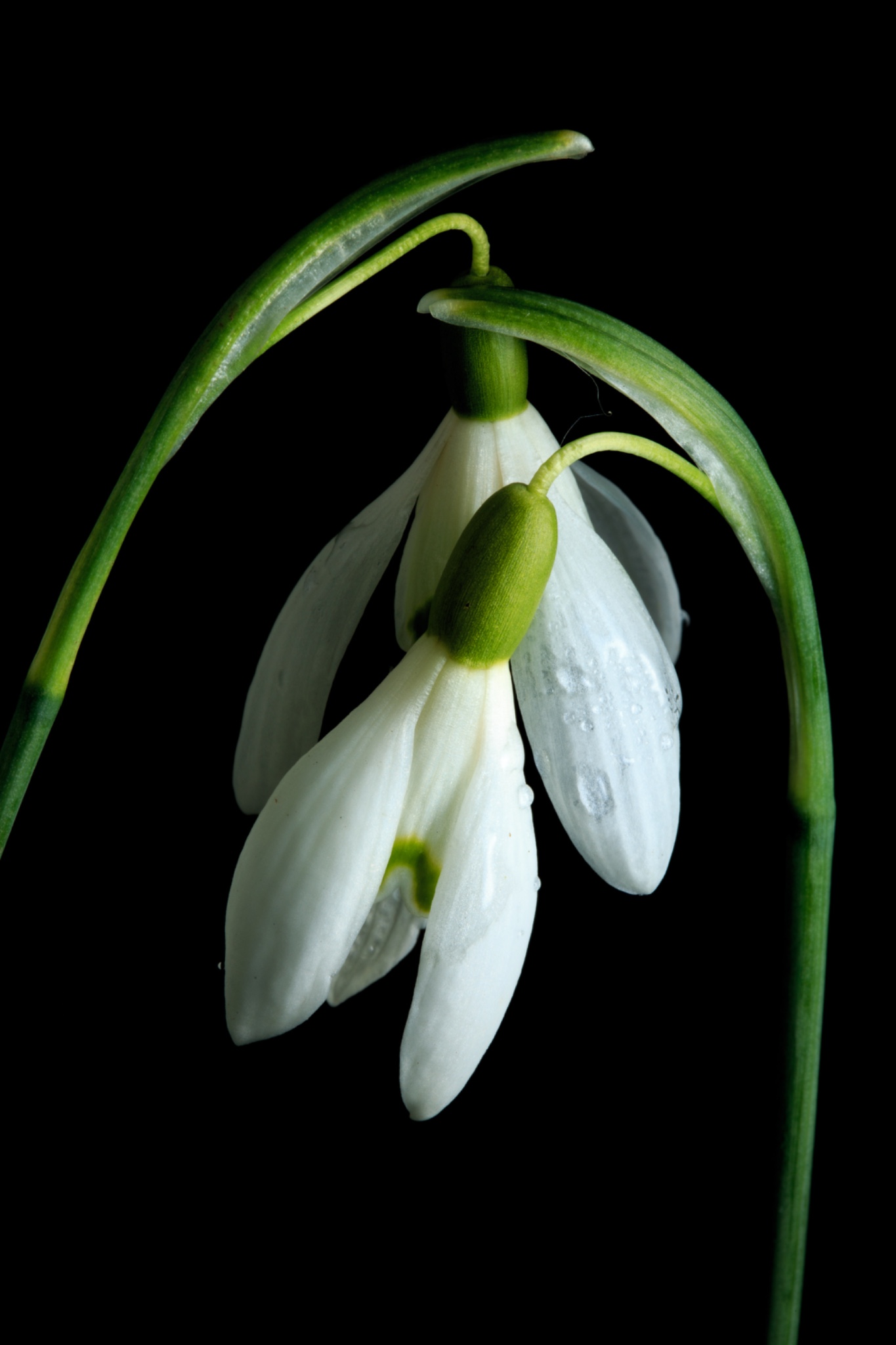 England, Northumberland, Snowdrop Flower.