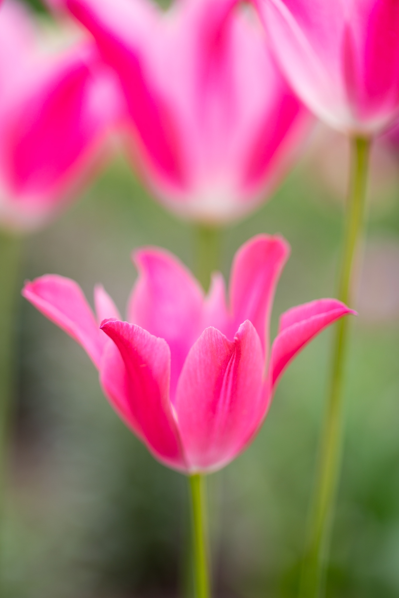 Close Up And Macro 15