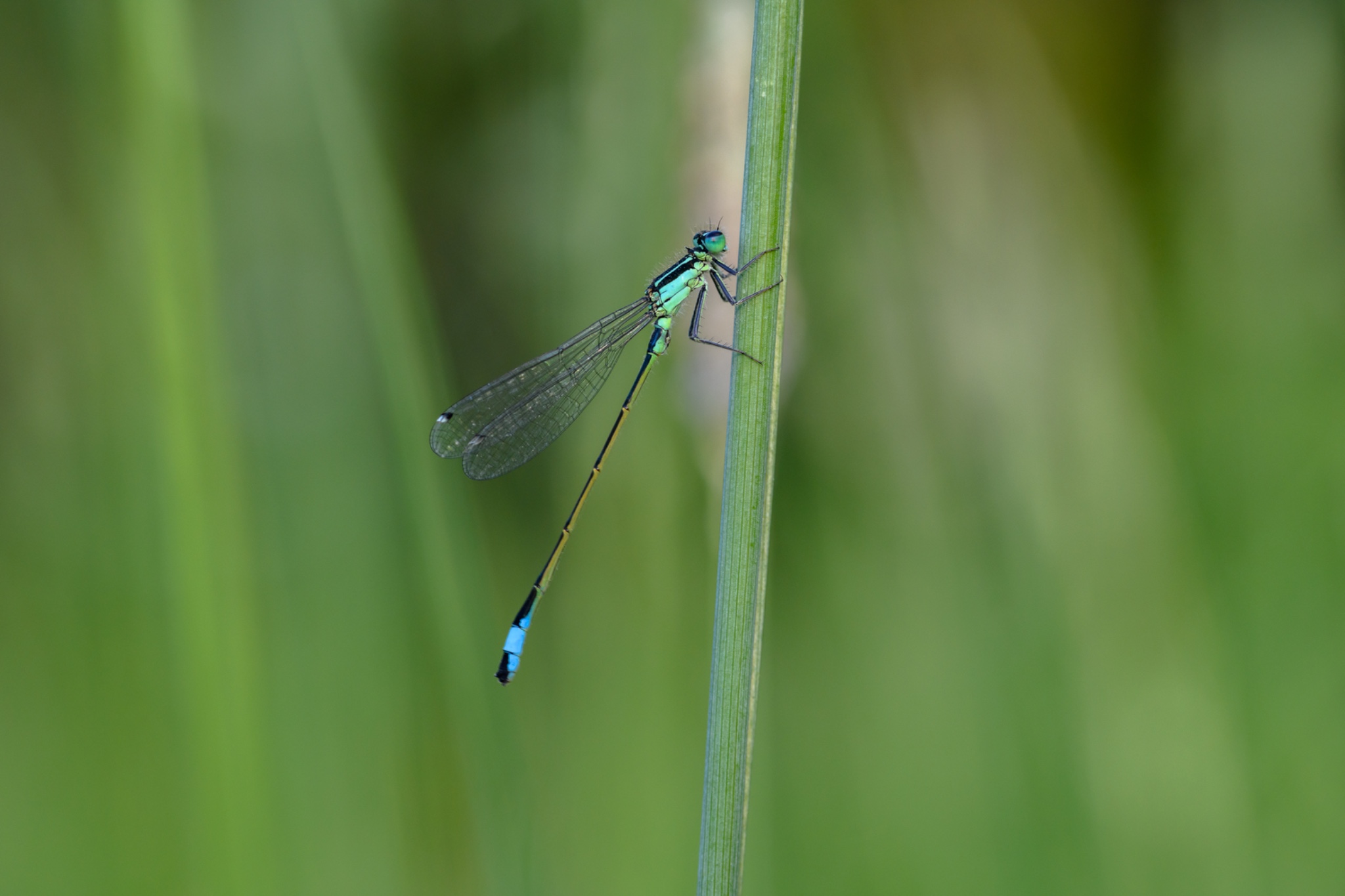 Close Up And Macro 18
