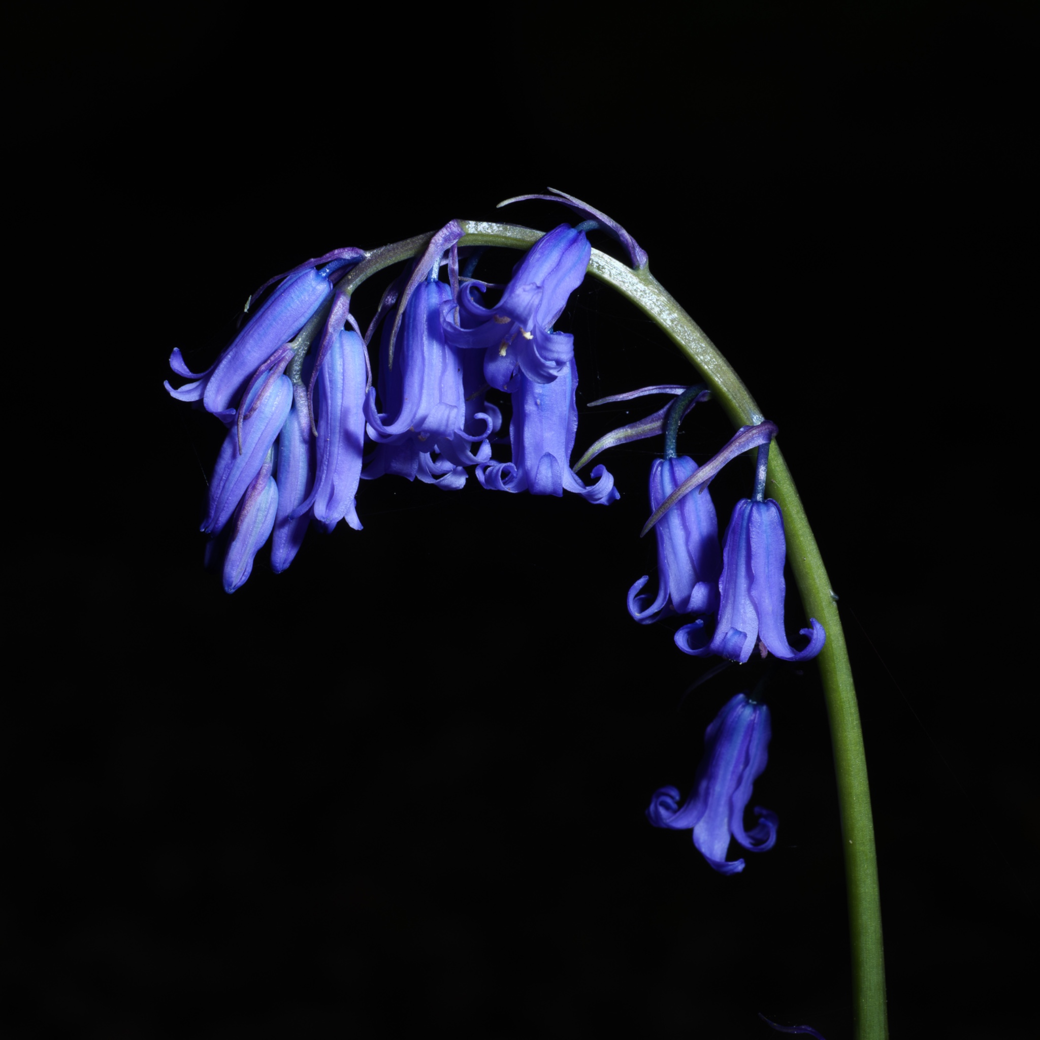 Close Up And Macro 19