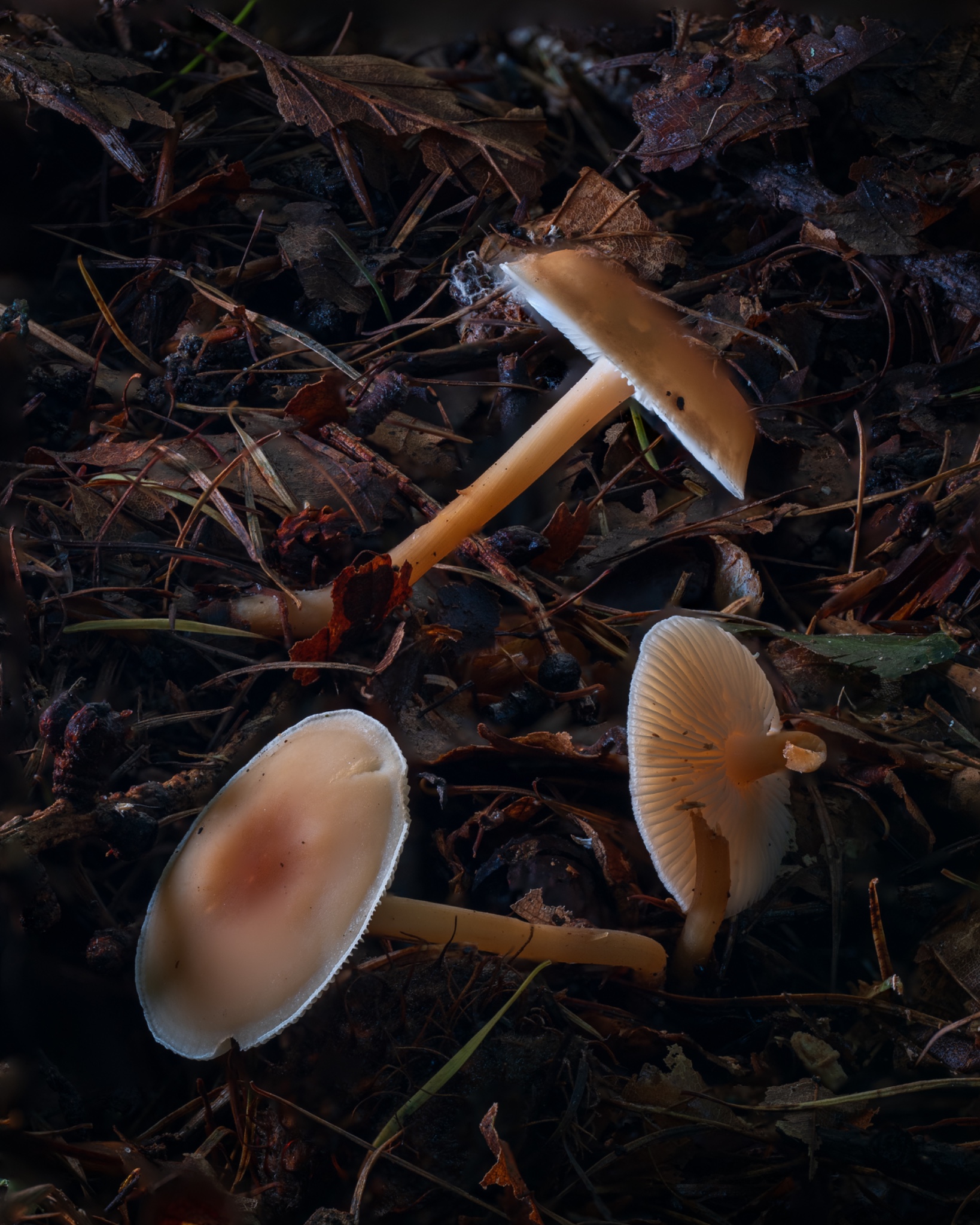 Close Up And Macro 2