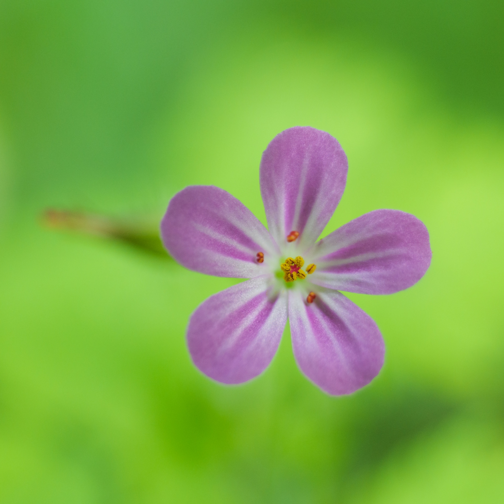 Close Up And Macro 20