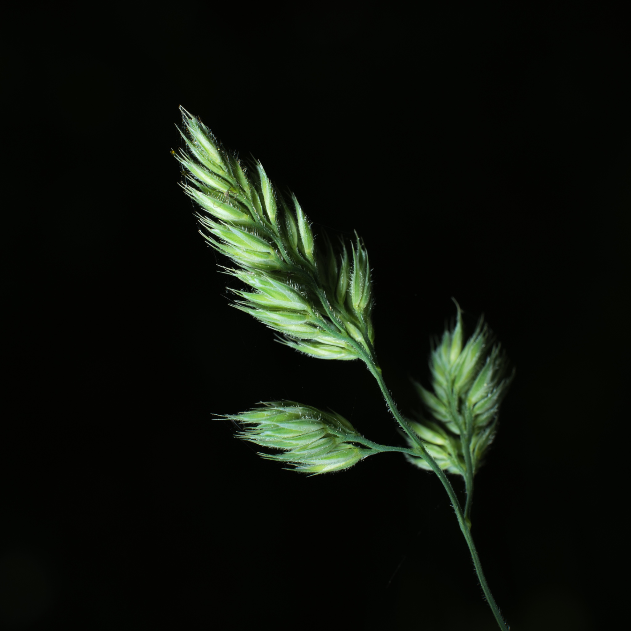 Close Up And Macro 21