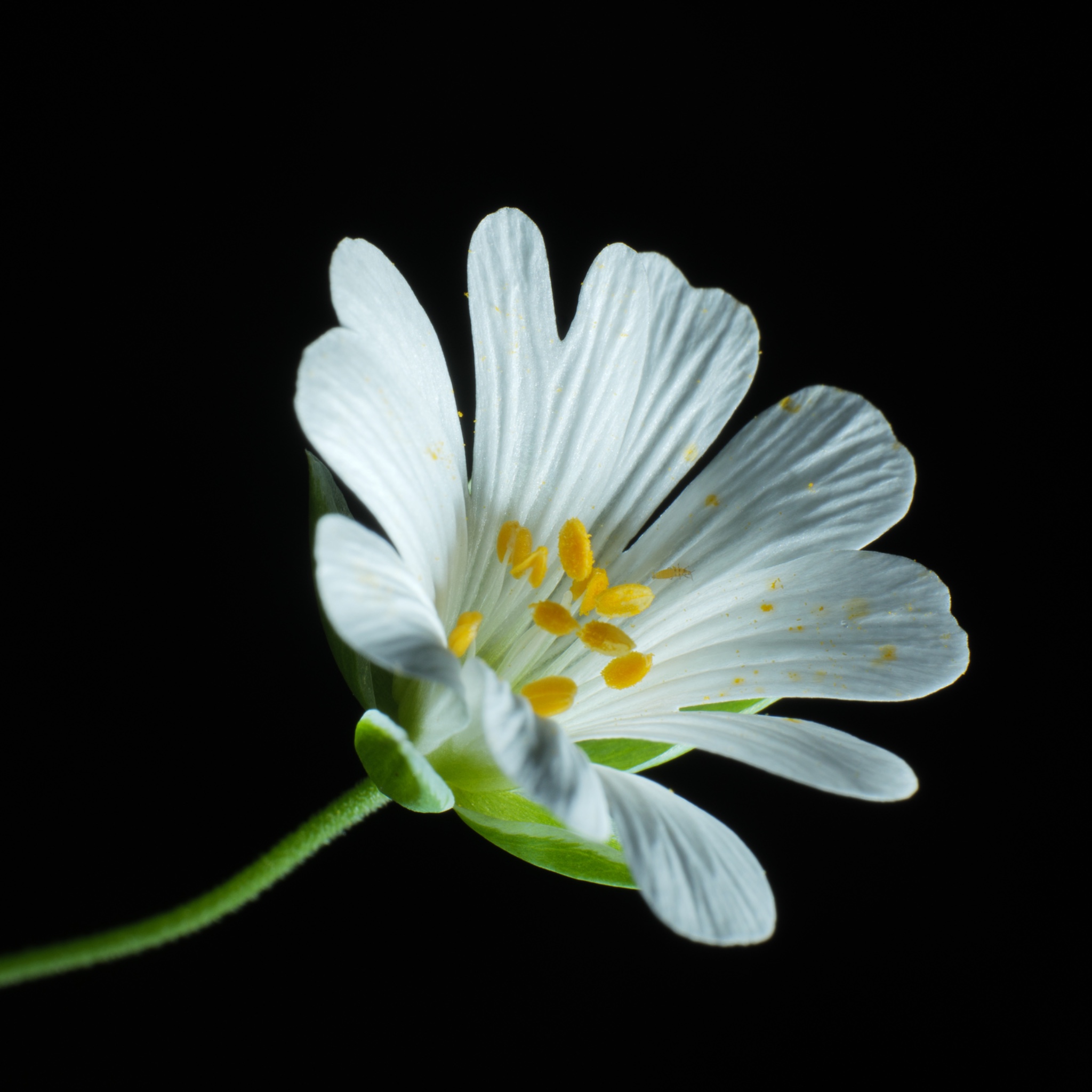 Close Up And Macro 22