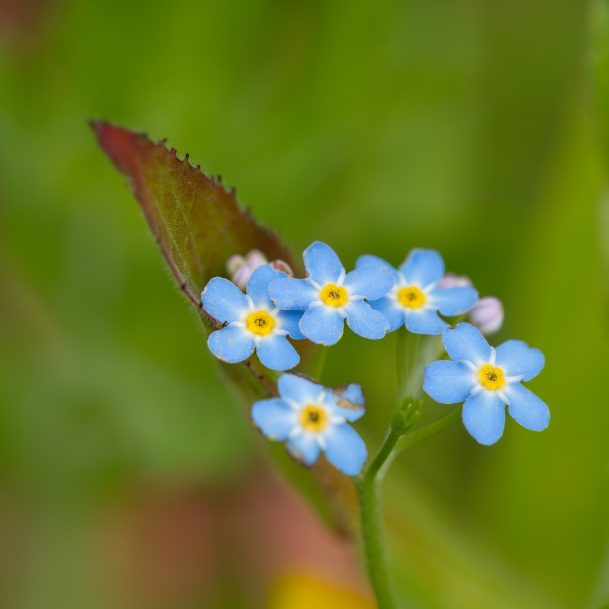 Close Up And Macro 23