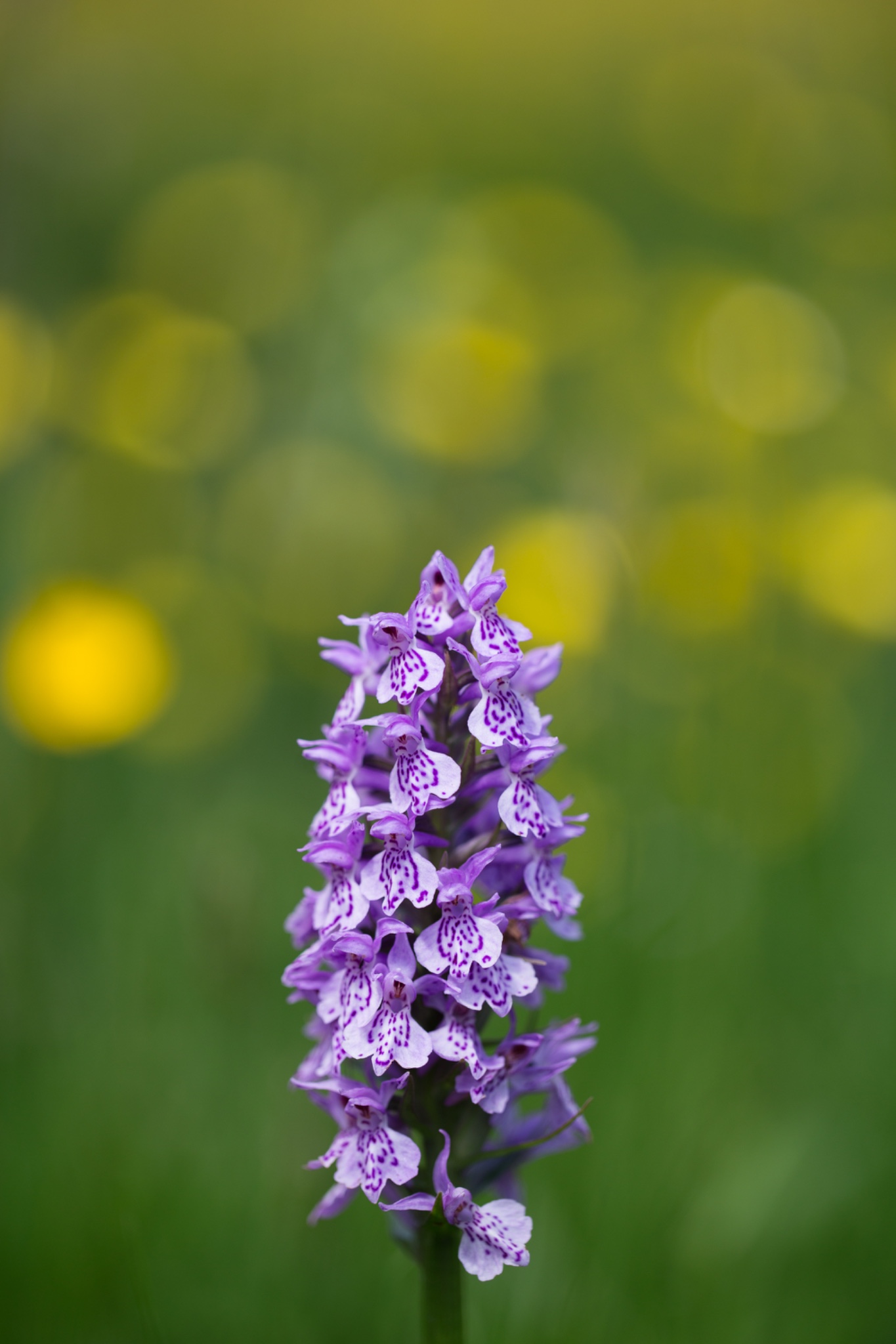 England, Northumberland, Common Spotted Orchid.