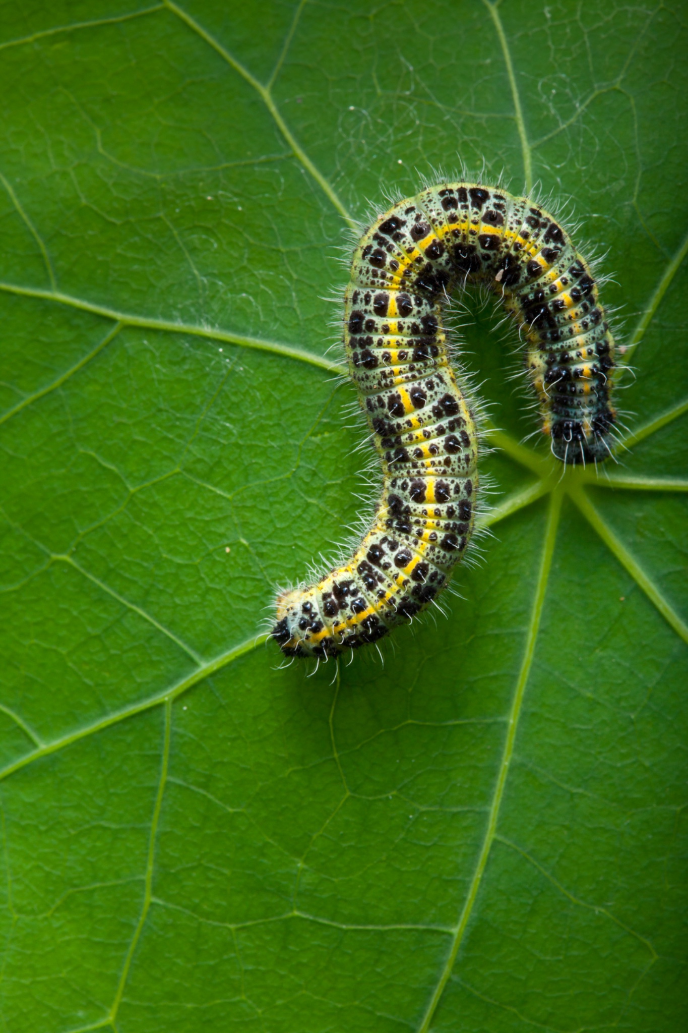 England, Northumberland, White Cabbage Butterfly Caterpillar.