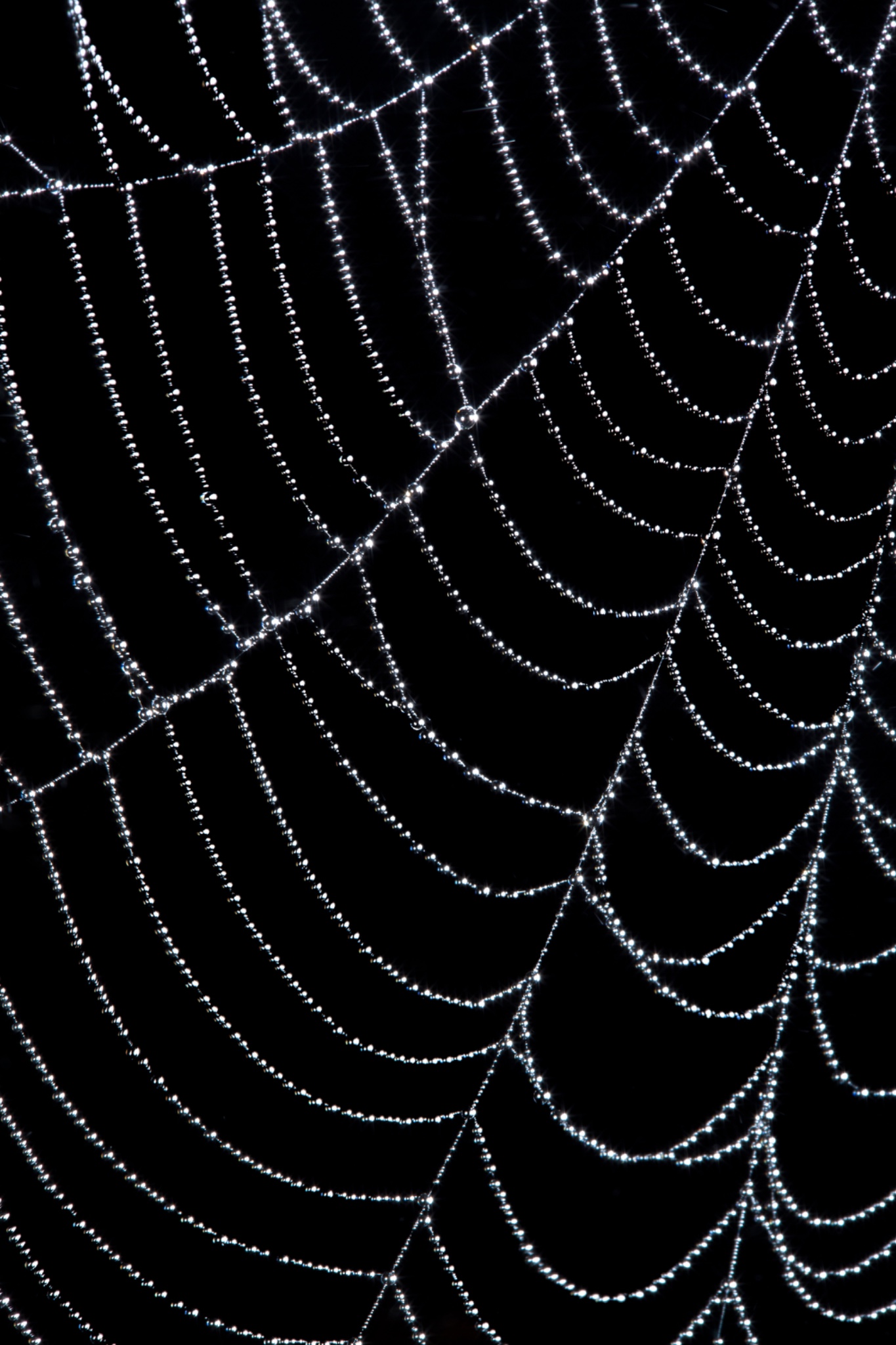 England, Northumberland, Spiders Web.