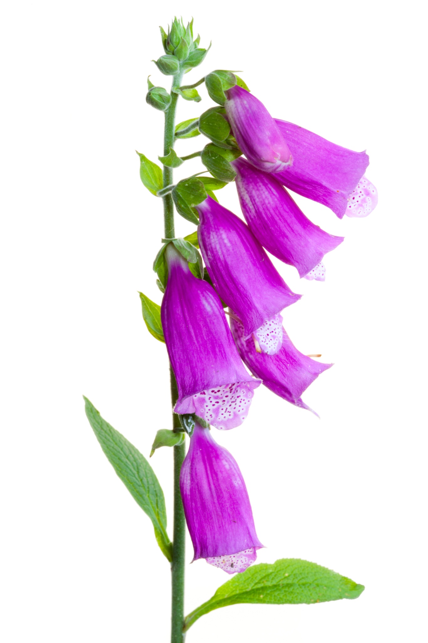 England, Northumberland. Foxglove.