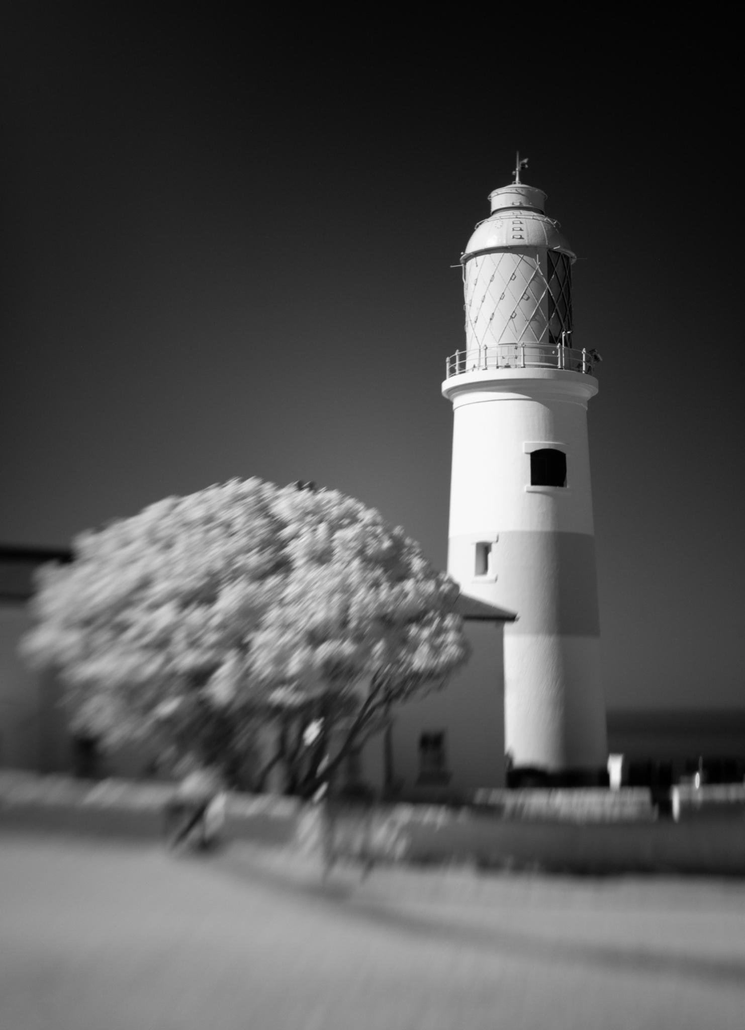 Lighthouse Tree