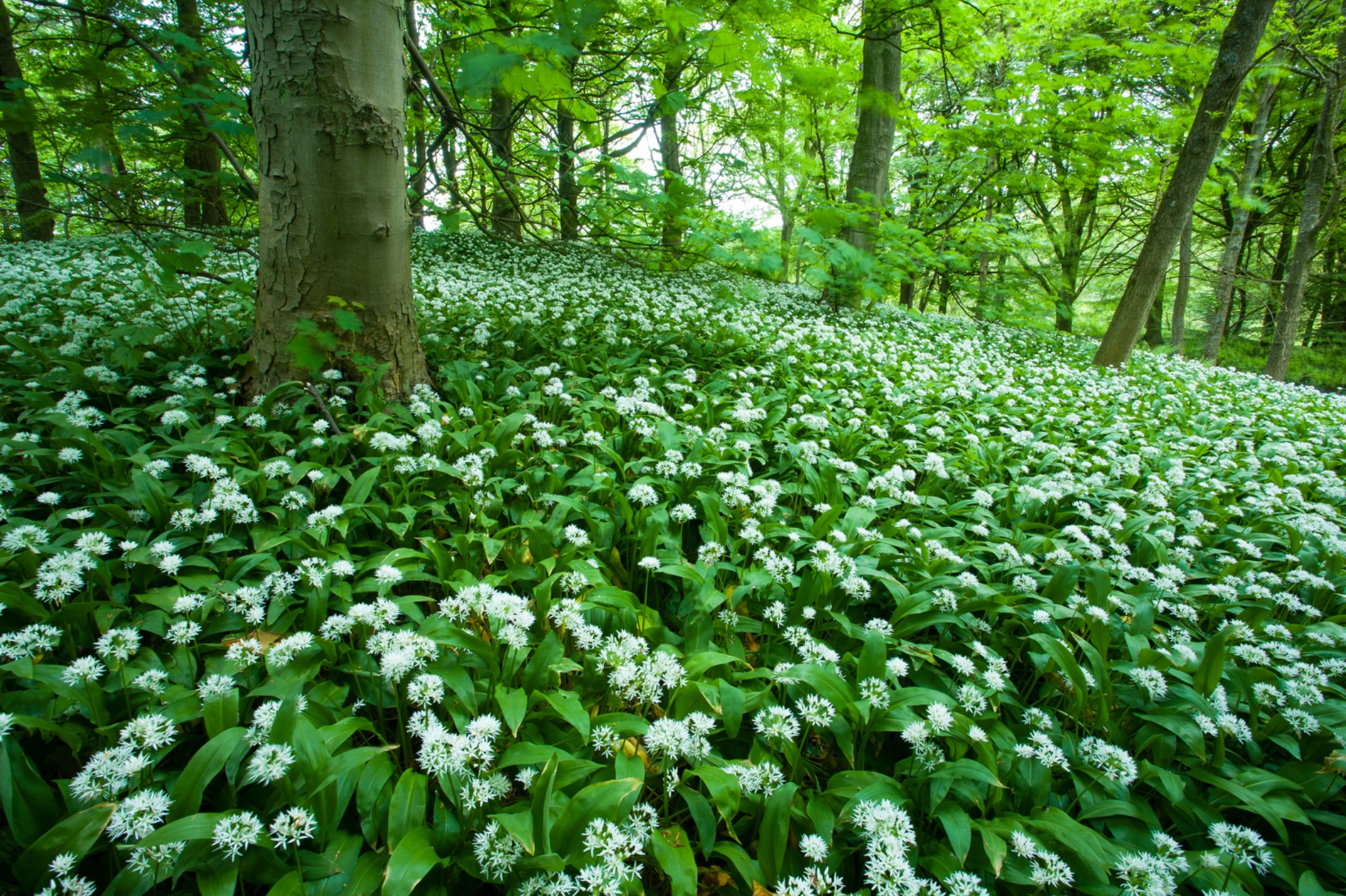 England, Yorkshire, Yorkshire Dales National Park.